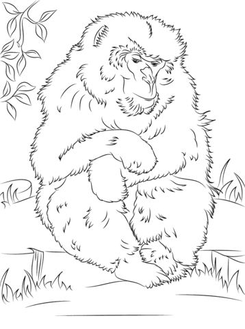 Cute Japanese Macaque Coloring Page